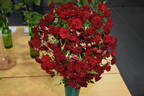 Red Cascade rose photo