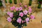 Jeanne La Joie rose photo
