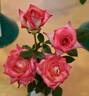 Magic Show rose photo