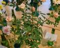 Jean Kenneally rose photo