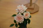 Jean Kenneally rose photo