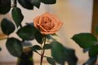 Teddy Bear ™ rose photo
