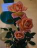 Rae of Sunshine rose photo