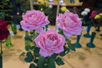 That's Life rose photo