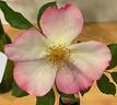Watercolors ™ rose photo