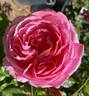 Flora Colonia rose photo