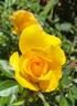 Gilded Sun rose photo