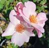Poulsen's Pearl rose photo