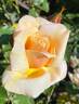 Chanelle rose photo