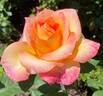 Royal Welcome ™ rose photo