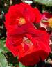 Florange rose photo