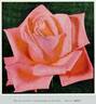 Ballet ® rose photo