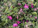 Kamtchatica rose photo