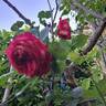 Joli coeur ® rose photo