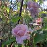 Cottage Rose ® rose photo