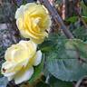 Comtesse du Barry ® rose photo