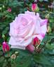 Madame Antoine Mari rose photo