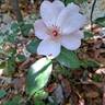 Astronomia rose photo