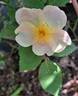 Kew Gardens rose photo