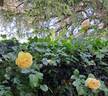 Château de Cheverny rose photo