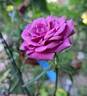 Lavender Meillandina ® rose photo
