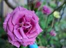 Lavender Meillandina ® rose photo