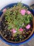 Rouletii rose photo