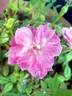 Rouletii rose photo