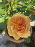 Graham Thomas rose photo