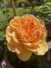 Graham Thomas rose photo