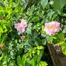 Albertine rose photo