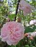 Cottage Rose ® rose photo