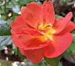 Havanna rose photo