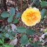Molineux rose photo