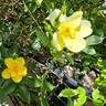 Golden Age rose photo