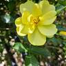 Golden Age rose photo