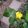 Académie d'Orléans ® rose photo