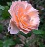 Princesse Charlène de Monaco rose photo