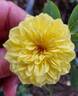 1-72-1Rugelda rose photo