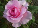 The Ancient Mariner rose photo