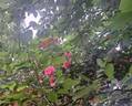 Invictus rose photo