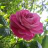 Baronne Edmond de Rothschild, Cl. rose photo