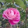 Baronne Edmond de Rothschild, Cl. rose photo