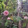 Barbara Austin rose photo
