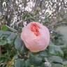 Guillot no. 1 rose photo