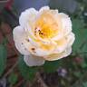 Gruss an Aachen rose photo