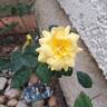 Apollo, Cl. rose photo