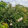 Albertine rose photo