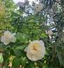 Azay-le-Rideau ® rose photo