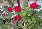 Zepeti rose photo
